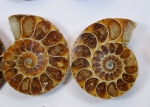 Unique band top design pure silver ammonite fossil ring